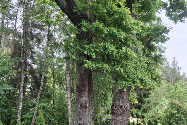 Gyvenamas namas sodų bendrijoje prie miško