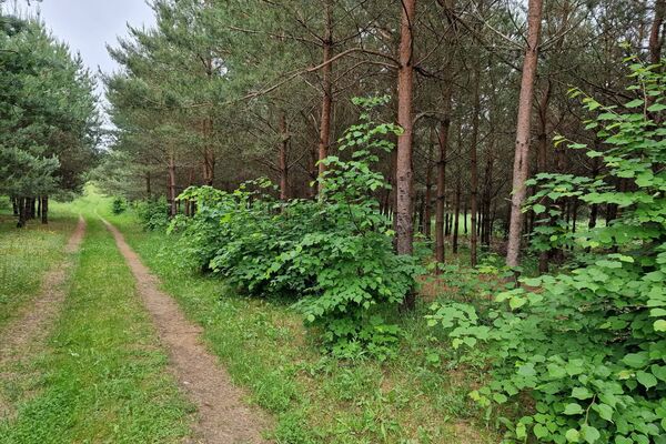 Parduodame du gražius sklypus-tinka poilsiui