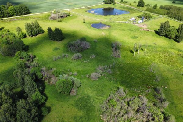 Parduodamas 9,5 ha elnių ūkis su banda Anykščių rajone