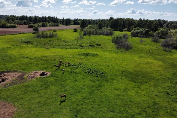 Parduodamas 9,5 ha elnių ūkis su banda Anykščių rajone