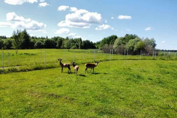 Parduodamas 9,5 ha elnių ūkis su banda Anykščių rajone