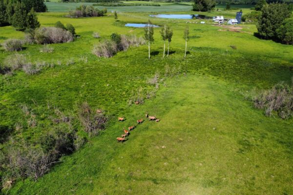 Parduodamas 9,5 ha elnių ūkis su banda Anykščių rajone