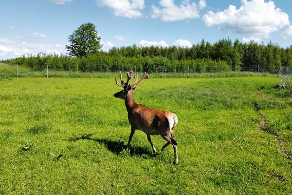 Parduodamas 9,5 ha elnių ūkis su banda Anykščių rajone