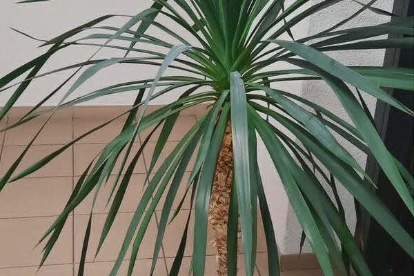 Aukštis 1.20,plotis 1 m tinka sodinti ir lauke. kaina 49.90 eur. trys vienetai