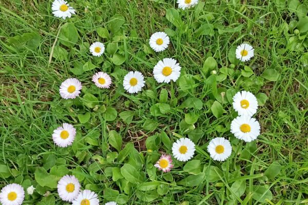 Parduodamas arba išnuomojamas 1 h 15 a žemės ūkio paskirties sklypas Lazdijuose